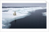 Polar Bear, Svalbard, Norway by Anonymous