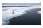 Polar Bear, Svalbard, Norway by Anonymous