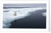 Polar Bear, Svalbard, Norway by Anonymous