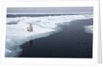 Polar Bear, Svalbard, Norway by Anonymous