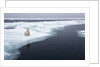 Polar Bear, Svalbard, Norway by Anonymous