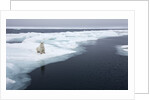 Polar Bear, Svalbard, Norway by Anonymous