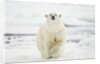 Polar Bear, Svalbard, Norway by Anonymous