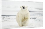 Polar Bear, Svalbard, Norway by Anonymous