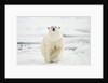 Polar Bear, Svalbard, Norway by Anonymous