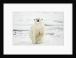 Polar Bear, Svalbard, Norway by Anonymous