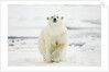 Polar Bear, Svalbard, Norway by Anonymous