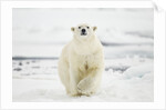 Polar Bear, Svalbard, Norway by Anonymous