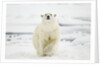 Polar Bear, Svalbard, Norway by Anonymous