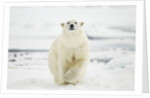 Polar Bear, Svalbard, Norway by Anonymous