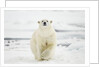 Polar Bear, Svalbard, Norway by Anonymous