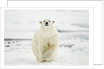 Polar Bear, Svalbard, Norway by Anonymous