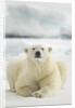Polar Bear, Svalbard, Norway by Anonymous