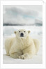 Polar Bear, Svalbard, Norway by Anonymous