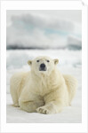 Polar Bear, Svalbard, Norway by Anonymous