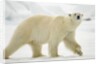 Polar Bear, Svalbard, Norway by Anonymous