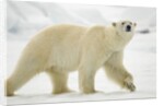 Polar Bear, Svalbard, Norway by Anonymous