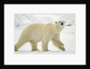 Polar Bear, Svalbard, Norway by Anonymous