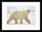 Polar Bear, Svalbard, Norway by Anonymous