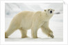 Polar Bear, Svalbard, Norway by Anonymous