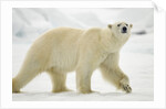 Polar Bear, Svalbard, Norway by Anonymous