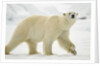 Polar Bear, Svalbard, Norway by Anonymous