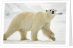 Polar Bear, Svalbard, Norway by Anonymous