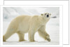 Polar Bear, Svalbard, Norway by Anonymous