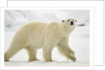 Polar Bear, Svalbard, Norway by Anonymous