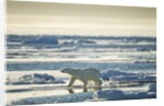 Polar Bear, Svalbard, Norway by Anonymous