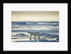 Polar Bear, Svalbard, Norway by Anonymous