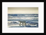 Polar Bear, Svalbard, Norway by Anonymous