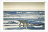 Polar Bear, Svalbard, Norway by Anonymous