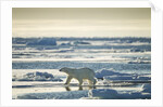 Polar Bear, Svalbard, Norway by Anonymous