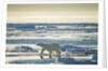 Polar Bear, Svalbard, Norway by Anonymous