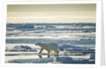 Polar Bear, Svalbard, Norway by Anonymous