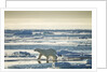 Polar Bear, Svalbard, Norway by Anonymous