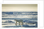 Polar Bear, Svalbard, Norway by Anonymous