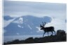 Reindeer, Svalbard, Norway by Anonymous