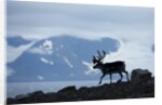 Reindeer, Svalbard, Norway by Anonymous