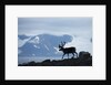 Reindeer, Svalbard, Norway by Anonymous