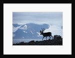 Reindeer, Svalbard, Norway by Anonymous
