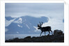 Reindeer, Svalbard, Norway by Anonymous