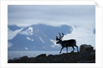 Reindeer, Svalbard, Norway by Anonymous