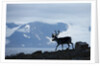 Reindeer, Svalbard, Norway by Anonymous