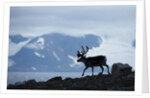 Reindeer, Svalbard, Norway by Anonymous