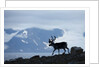 Reindeer, Svalbard, Norway by Anonymous