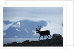 Reindeer, Svalbard, Norway by Anonymous