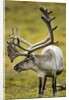 Reindeer, Svalbard, Norway by Anonymous