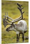 Reindeer, Svalbard, Norway by Anonymous